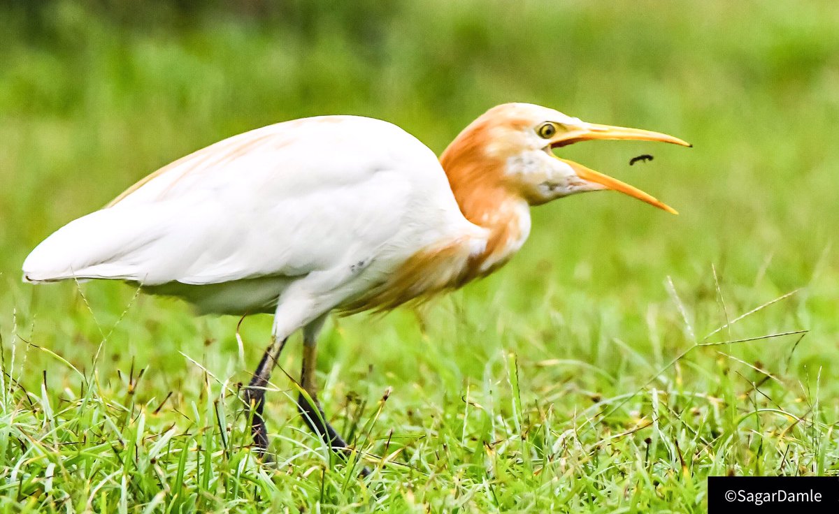 Pixel_Stripes's tweet photo. Cattle Egret.
#worldphotographersclub #yourshotphotographer #your_best_birds #bestbirdshots #naturephotography #naturelovers #birdsofinstagram #photographylover #photographers_of_india #wildlifephotography #indiafeatures #featured_wildlife #shutterhubindia #planetbirds #birds https://t.co/gml4LjYm5k