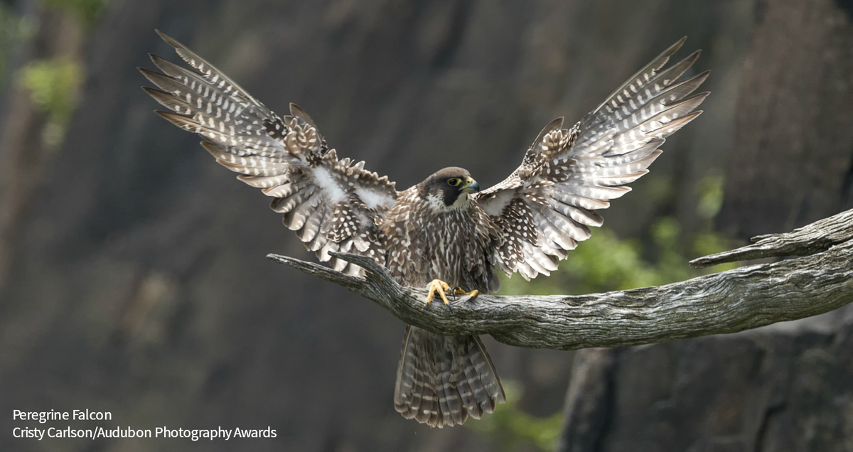 audubonsociety's tweet photo. The Migratory Bird Treaty Act is our country's most important bird-protection law—but it's under attack. During the #YearOfTheBird, take action to #ProtectTheBirds: https://t.co/FbULP6NS49 https://t.co/FIEnkbQV2l