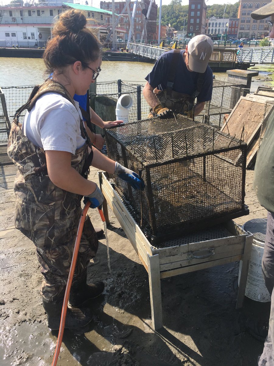 jayhawktiemann's tweet photo. Had opportunity to help @USFWSMidwest’s Genoa National Fish Hatchery pull cages containing recently transformed #freshwatermussels. Some individuals propagated for restoration projects, whereas others will be used in scientific studies. #ByssalThreads #Adorbs https://t.co/2zxBdm1BfX