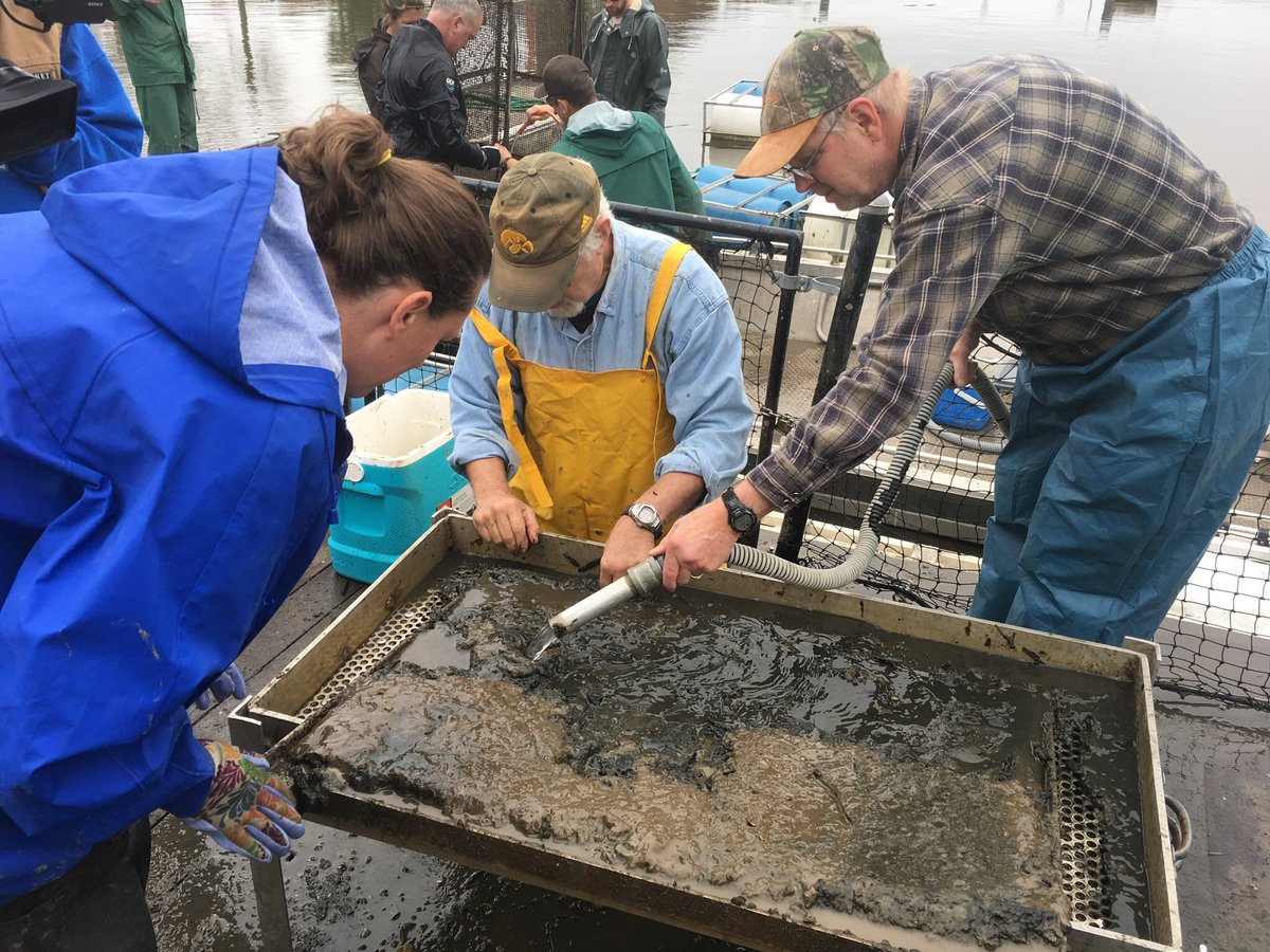 jayhawktiemann's tweet photo. Had opportunity to help @USFWSMidwest’s Genoa National Fish Hatchery pull cages containing recently transformed #freshwatermussels. Some individuals propagated for restoration projects, whereas others will be used in scientific studies. #ByssalThreads #Adorbs https://t.co/2zxBdm1BfX
