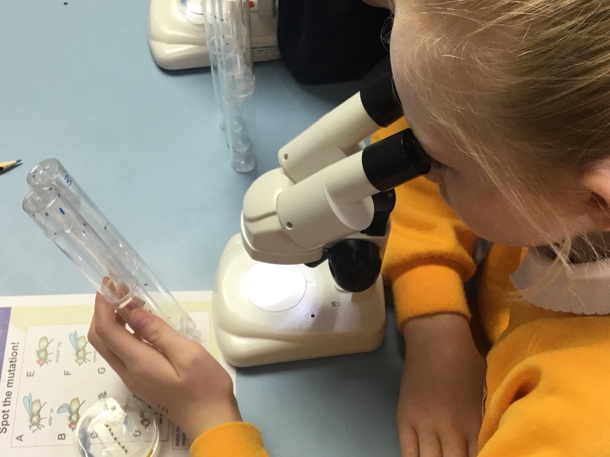 St_Johns_RC's tweet photo. @ManFlyFacility Our year 5 &amp; 6 had a fascinating day today learning about the fruit fly, mutations and evolution. The level of brain power used by these children today was astounding. Thanks @Poppi62  for organising a superb day of investigation. #superflyguy https://t.co/DfVGFpz8wL