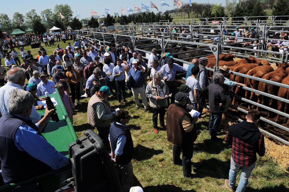 Seguimos compartiendo imágenes de nuestro 8º Remate Anual 🐮☝😀
Más 📸➡ bit.ly/Remate2018_Ext…
#GrupoCuraco #Remate #LaPampa #AberdeenAngus #Genetica #Ganaderia