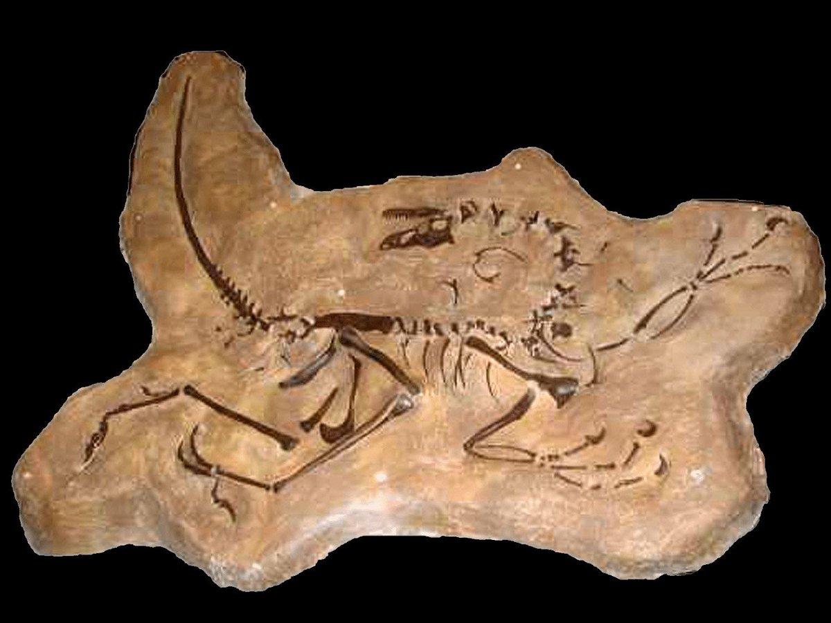 JohnSmithInsur1's tweet photo. Discover how much fun science can be with the Dinosaur Resource Center’s Fun with Science Day on October 20th. Find out more from the center’s website. https://t.co/pBQrEqcvhf https://t.co/FlUiK61ajR