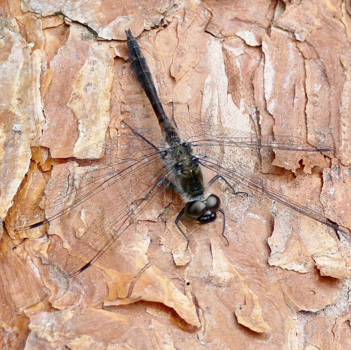 Dragonfly - Schwarze Heidelibelle

#heidelibelle #dragonfly