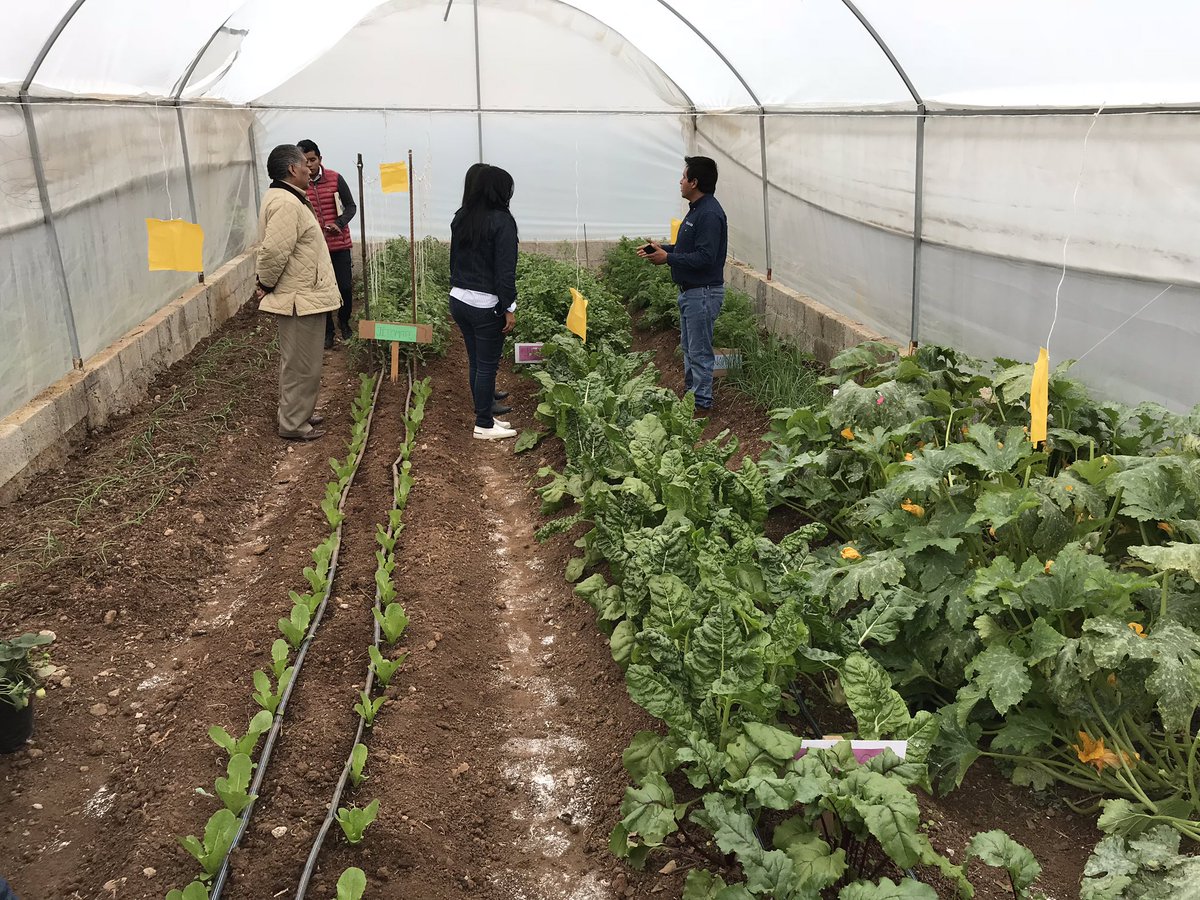 marymontiel2's tweet photo. Esta semana conmemoramos a la #MujerRural y que mejor que con esta exposición de productos agrícolas #orgánicos de mi hermoso #VillaDelCarbón, mismos que fueron producidos en #microtuneles otorgaros por el gobernador @alfredodelmazo.
Hoy se cosechan realidades @SEDAGROedomex https://t.co/2FaK7vVenV