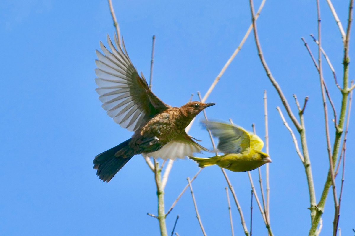 Singdrossel und Grünfink heben ab