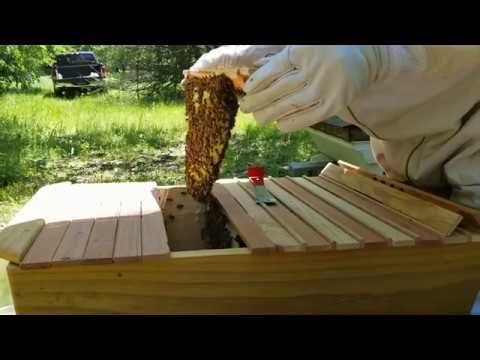 ZestyNester's tweet image. What happens when your new queen gets killed? Find out here... #killerbees #hivecheck #makinhoney

buff.ly/2CjMQZy