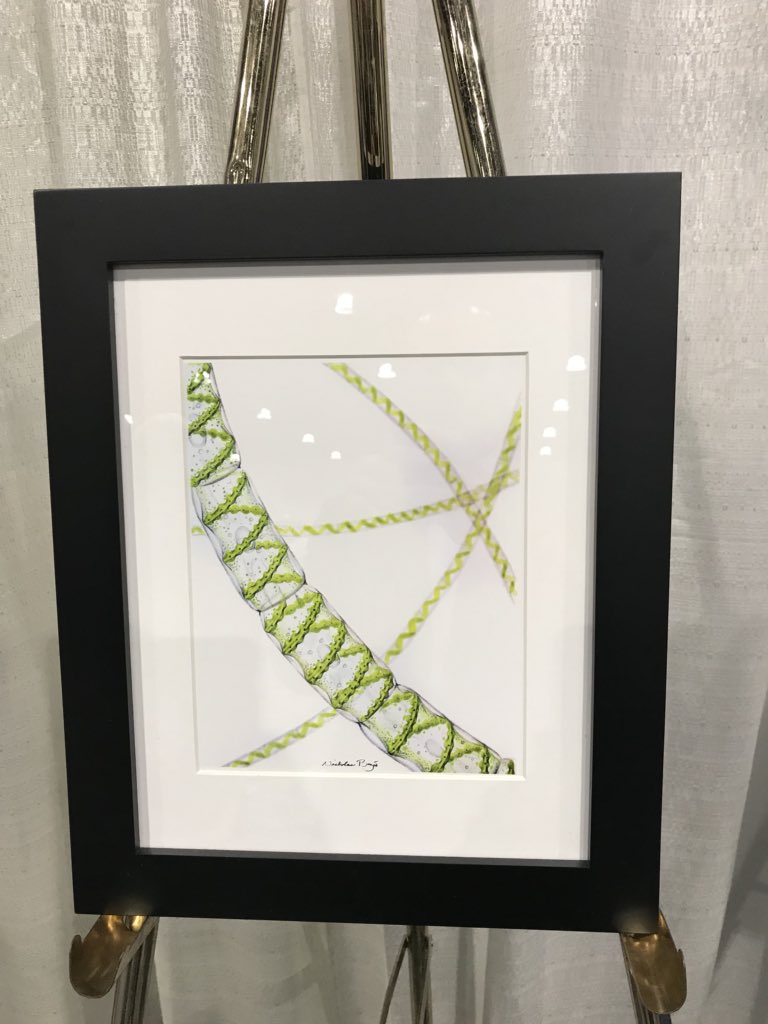 myates_uk's tweet image. Amazing artwork from @NickBezioArt at #algae2018. The #diatom piece is especially lovely cc: @algaegrrrl #algae