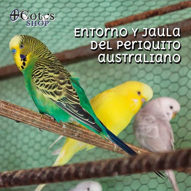 Aunque sean pequeñitos, los periquitos australianos no deben vivir en una jaula pequeña; siempre deben tener espacio amplio y disponible para moverse con libertad. Ten en cuenta también que tendrás que aumentar el tamaño de la jaula en función de cuántos… ift.tt/2CQWB2n