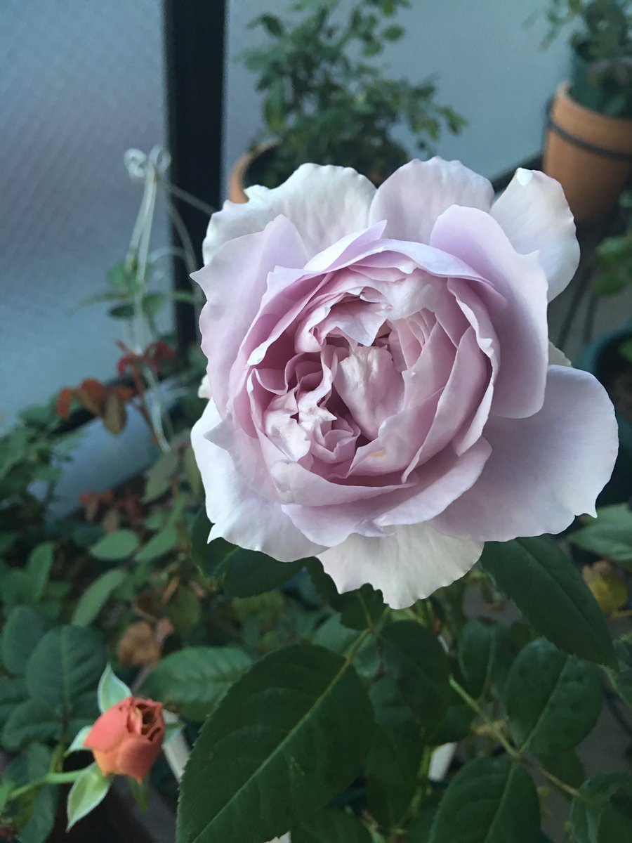 ベランダバラ栽培