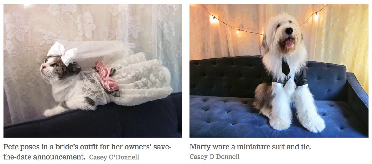 A cat in a wedding gown and a dog in a suit