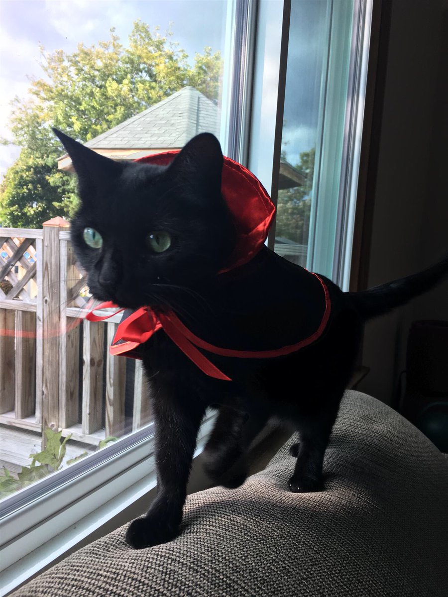 Jalapeño is getting ready for Halloween 🎃 <a href="/TheEllenShow/">The Ellen Show</a> #EllenRateMyCat