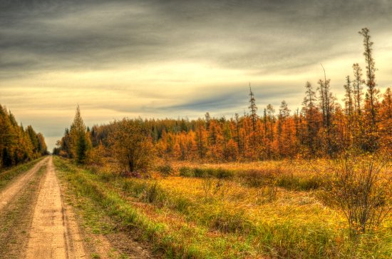 mnforestry's tweet image. MEA weekend starts tomorrow -- looking for some last-minute things to do? How about a #FallColorDrive through one of our #StateForests? Suggested tours here:  dnr.state.mn.us/state_forests/…