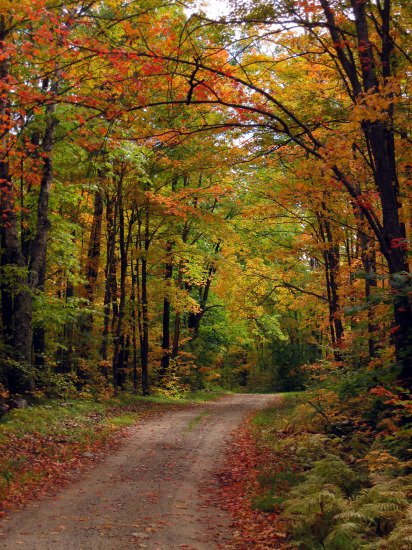 mnforestry's tweet image. MEA weekend starts tomorrow -- looking for some last-minute things to do? How about a #FallColorDrive through one of our #StateForests? Suggested tours here:  dnr.state.mn.us/state_forests/…