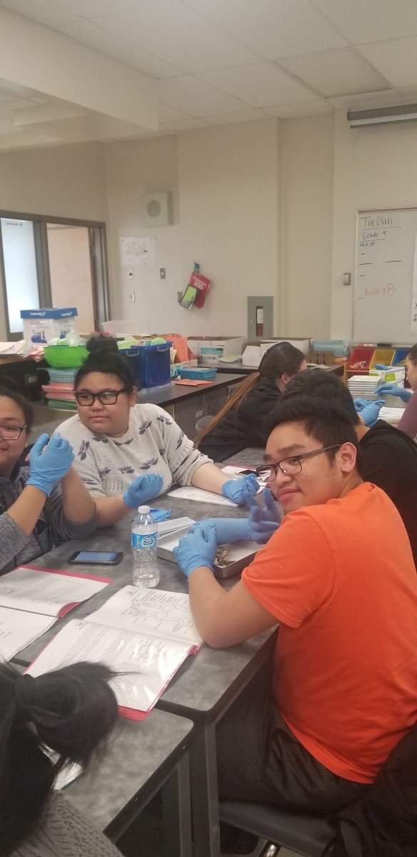 MsRomo307's tweet photo. Today #DissectionClub is dissecting a bull frog. We're trying to open his mouth. #TecVoc #TecVocScience @WISE_KidNetic https://t.co/o679gBazai