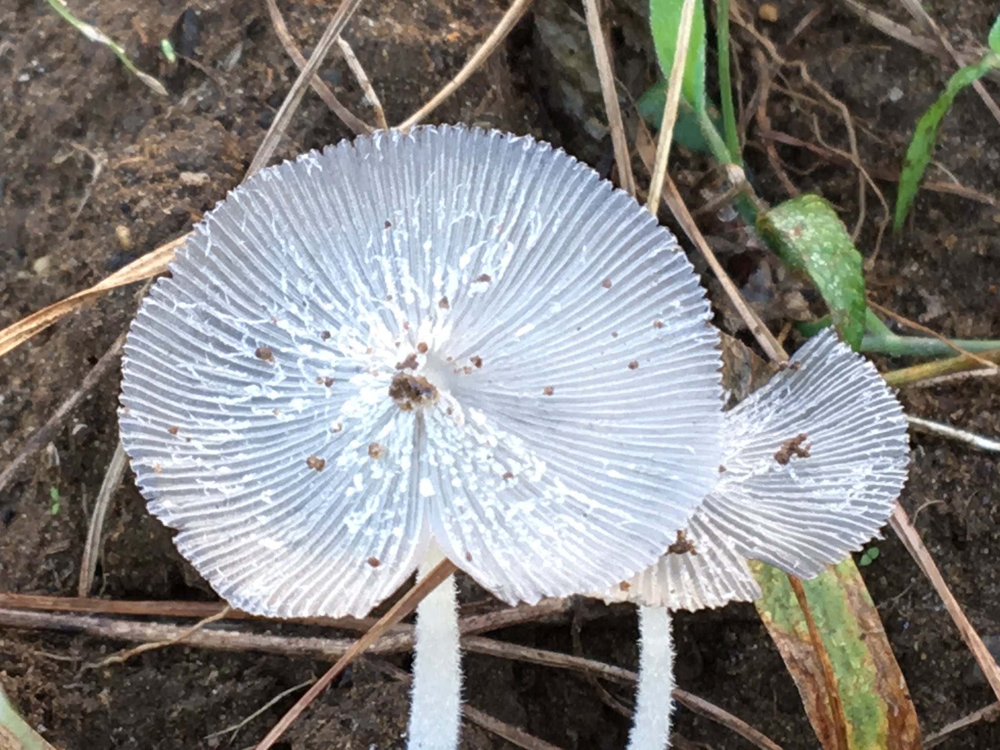 江島 多規男 究極のシルバーアクセ 庭に凍った花みたいなキノコが生えていた なんじゃこれ T Co I0zilhixcg Twitter