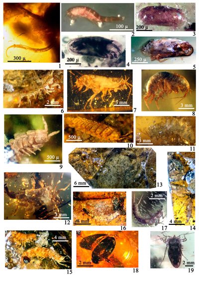 El ámbar de Chiapas no sólo incluye restos fosilizados de plantas, insectos, arácnidos y algunos vertebrados. La variedad de fauna descubierta incluye pequeños crustáceos, larvas parásitas e insectos marinos. 
#Prehispanik 🧡
#Ámbar ~ #Amber 💛
#Chiapas ❤️ 
Fuente: CONACYT PRENSA