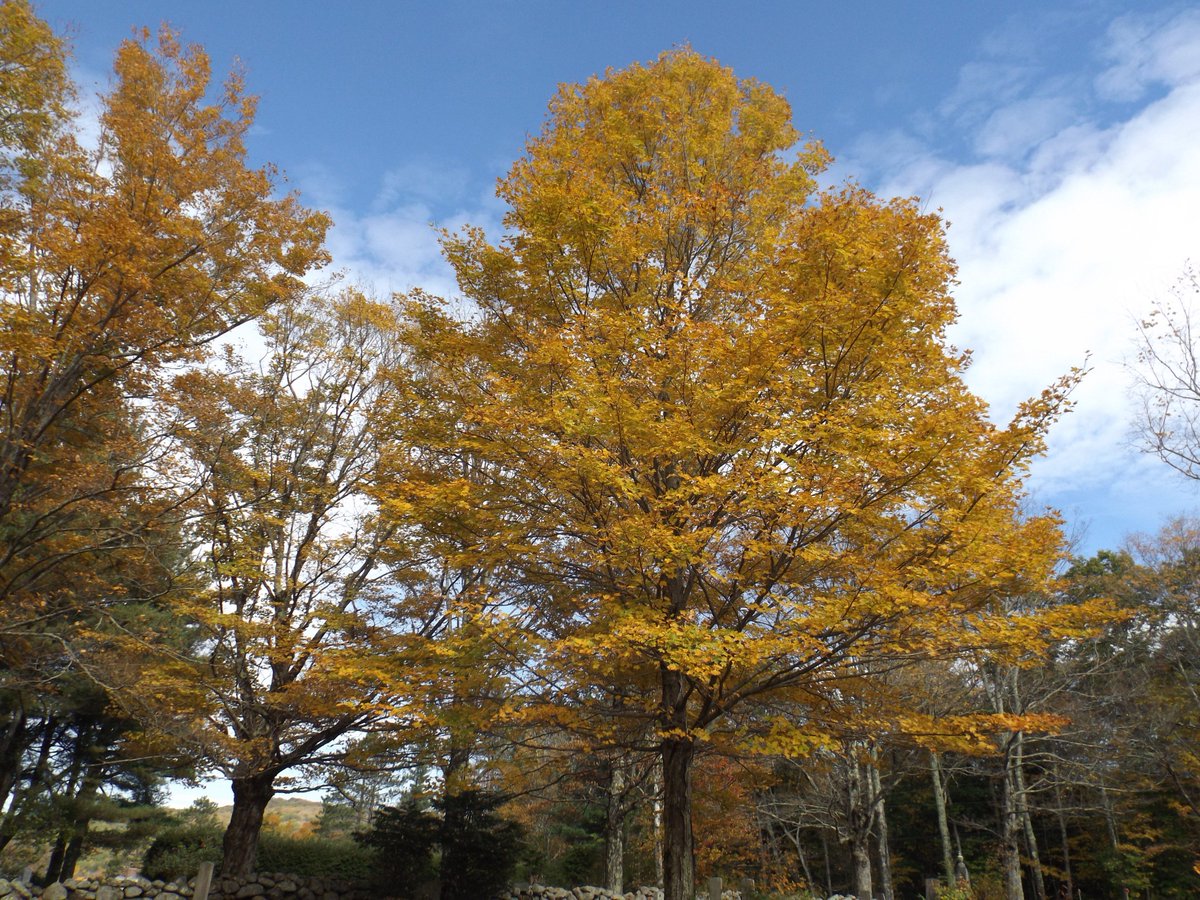 dmmyer1's tweet photo. #Photography #Pictures #NewEngland #NewHampshire #NelsonNH #Town #Cemetery #Fall #Autumn #October https://t.co/swx3Sbgb0g