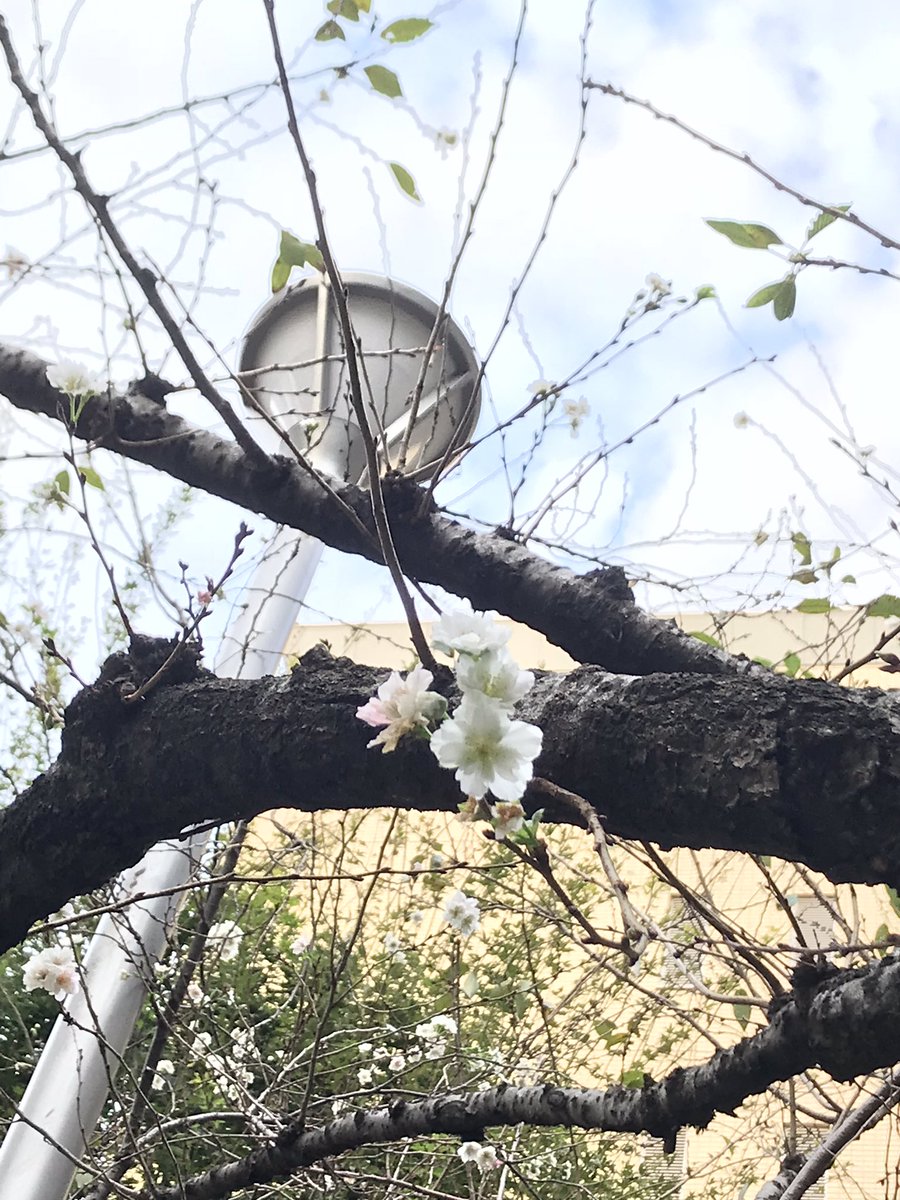 秋空に映える 季節外れの桜 目撃報告 全国から続々と 写真まとめ 全文表示 Jタウンネット