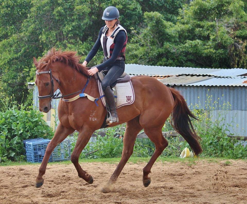 JemmaCutting's tweet photo. My friend Jo Purvis yesterday re-homed another OTT: #Jetwings, straight from the @GRyanRacing stable ❤️ 3x winner of $400k+! Well done @racingraphael @blakeryan86 for finding him a great home! Jetwings raced in Australia and Hong Kong. #offthetrack #exracehorse 🛩 https://t.co/NfMoJVFpeR