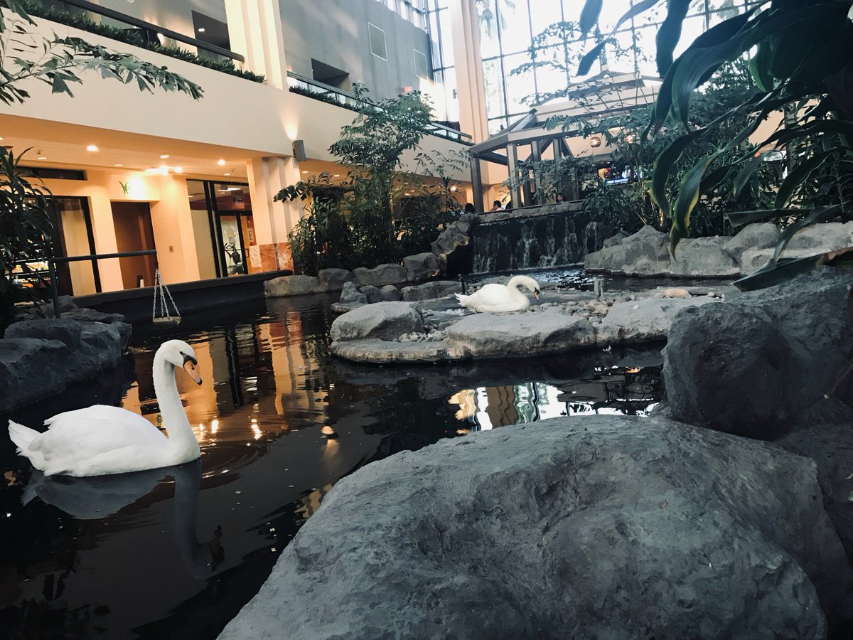 For instant relaxation, enjoy a drink from our Evening Reception next to our Royal swans.