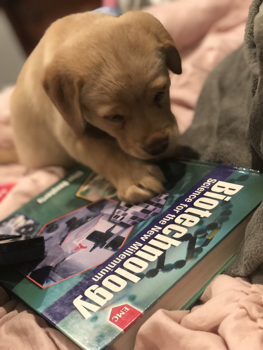 Kenzie_Leeser's tweet photo. Even puppies love biotech!! #puppiesmakescience @pacehighbiotech https://t.co/rZvs5OfI2K