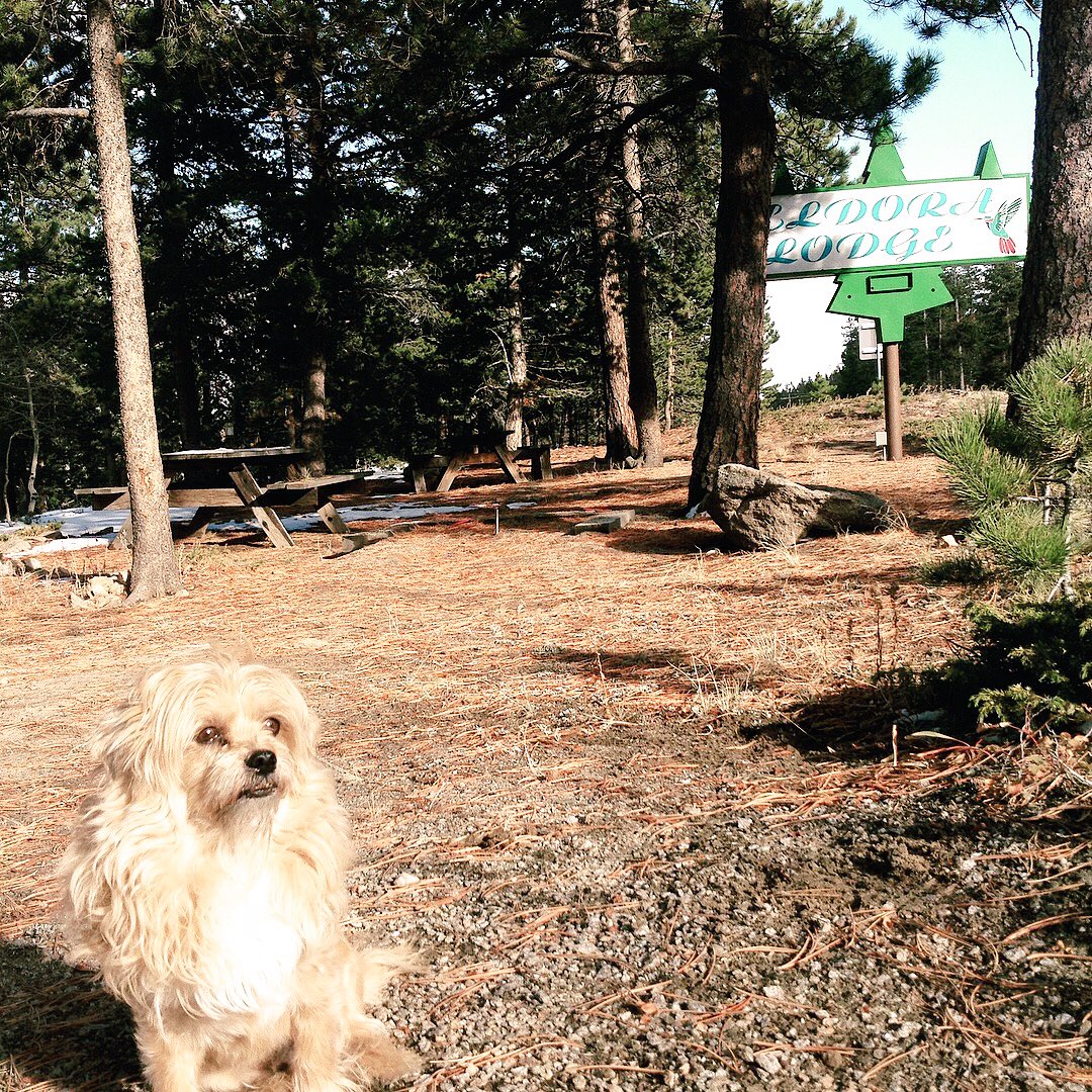 EldoraLodge's tweet photo. Brutus & Thor are ready to welcome you to the Eldora Lodge for your cozy little getaway. 😍🐶🐶🏔 #thewelcomecommittee #bnbdogs #eldoralodge https://t.co/1aNYXDyryF