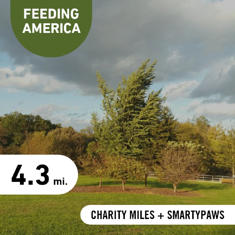 gna35runner's tweet image. A nice #run on a breezy afternoon.4.3 @CharityMiles for @FeedingAmerica
Thx @SmartyPaws for sponsoring me! #earthathon #runshine #squadrunner #NAFlagVisorIII #strava #runner #running #health #wellness #happiness #fitness #goals #stillirun