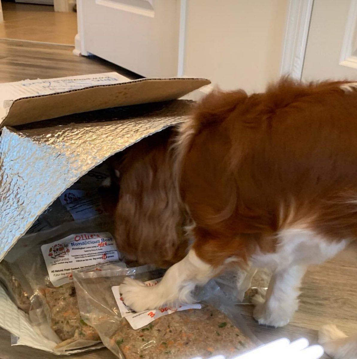 canibringdogs's tweet photo. Oliver Ray inspects his box of #farmtodogbowl cuisine 🐶🐾♥️🥩👍🏽👀 https://t.co/1z9lTmvzjW