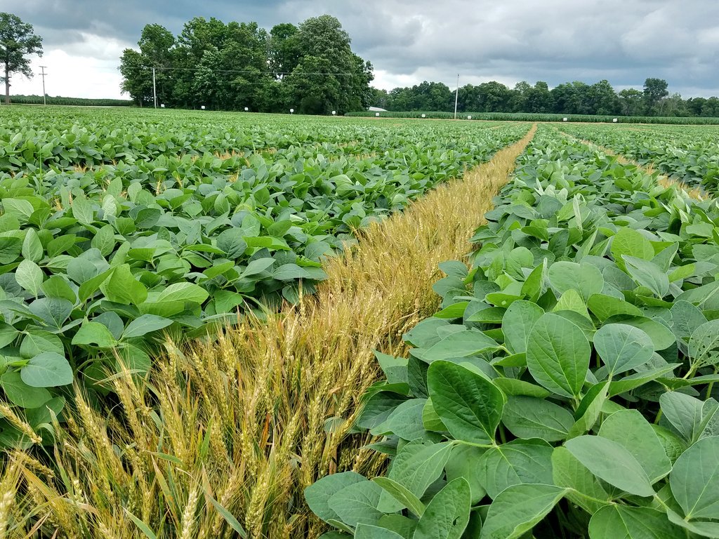 jasonmauck1's tweet photo. Final entry #48A60X 106.04 bu/ac

Planting 60" quad row wheat tomorrow.
#solarangles https://t.co/b6sd52mQ4u