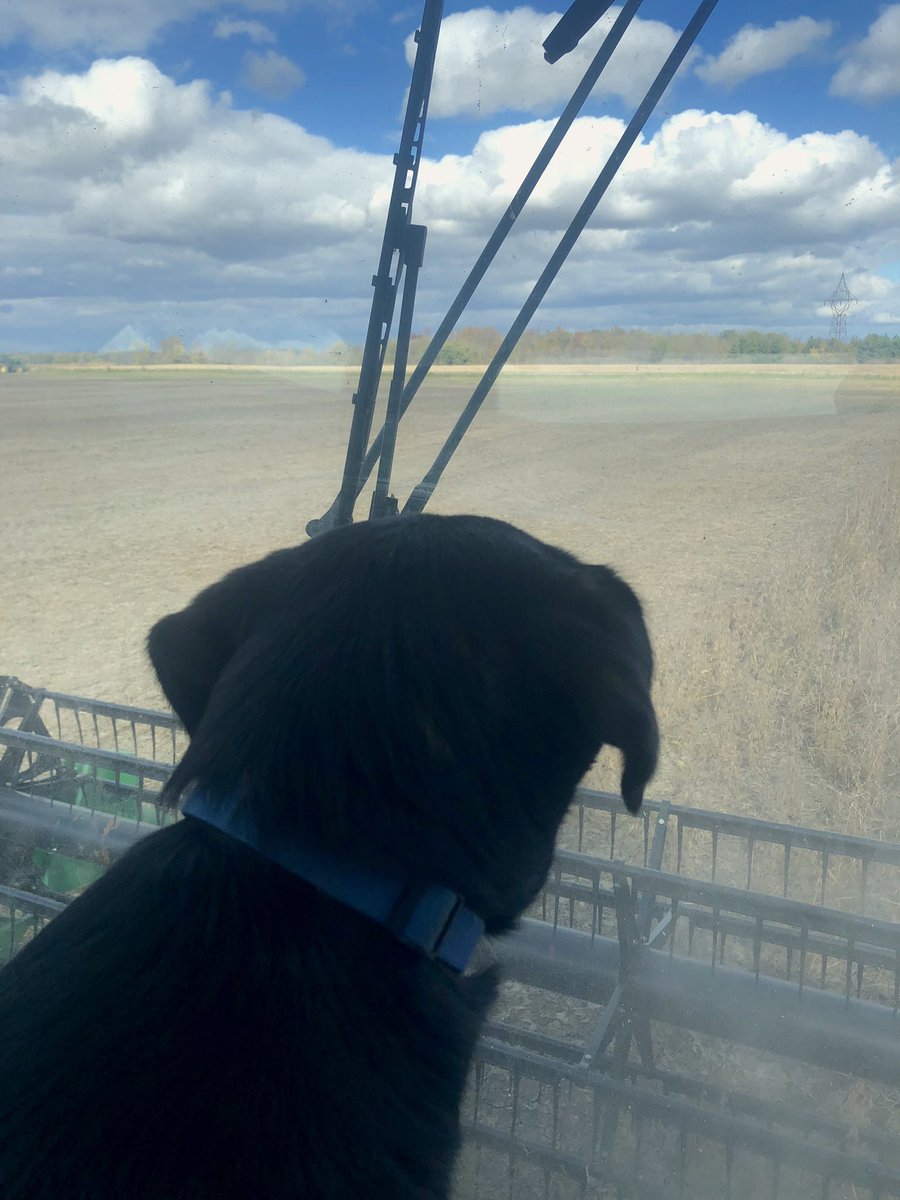 aldred97's tweet image. Nearing the end of beans, winter wheat in the ground and no rain! #goodday #harvest18 #plant18