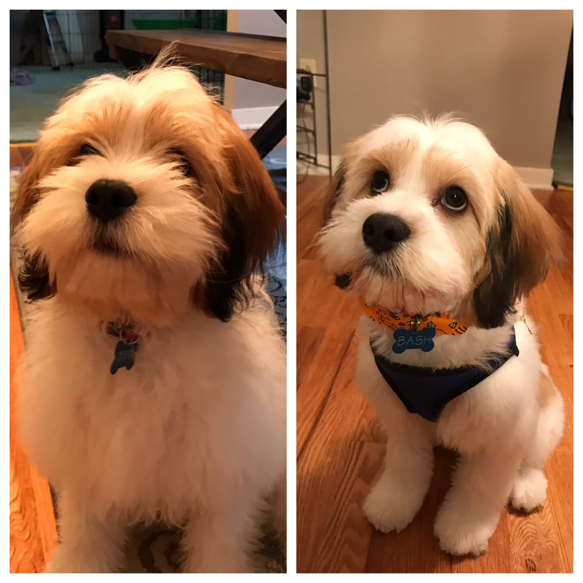 c_dubya37's tweet photo. Baby’s 1st haircut! #Bashman https://t.co/l7dRPmdSyj