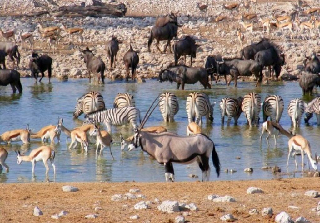 SummitTrailsAdv's tweet photo. #EtoshaNationalPark is the gateway to #NorthernNamibia. It is #Namibia’s leading wildlife location and consists of a large variety of mammals and birds.
Etosha means the great white area this is mainly the large dried pan in the center of the Etosha Park. https://t.co/cyzI2ufmJZ