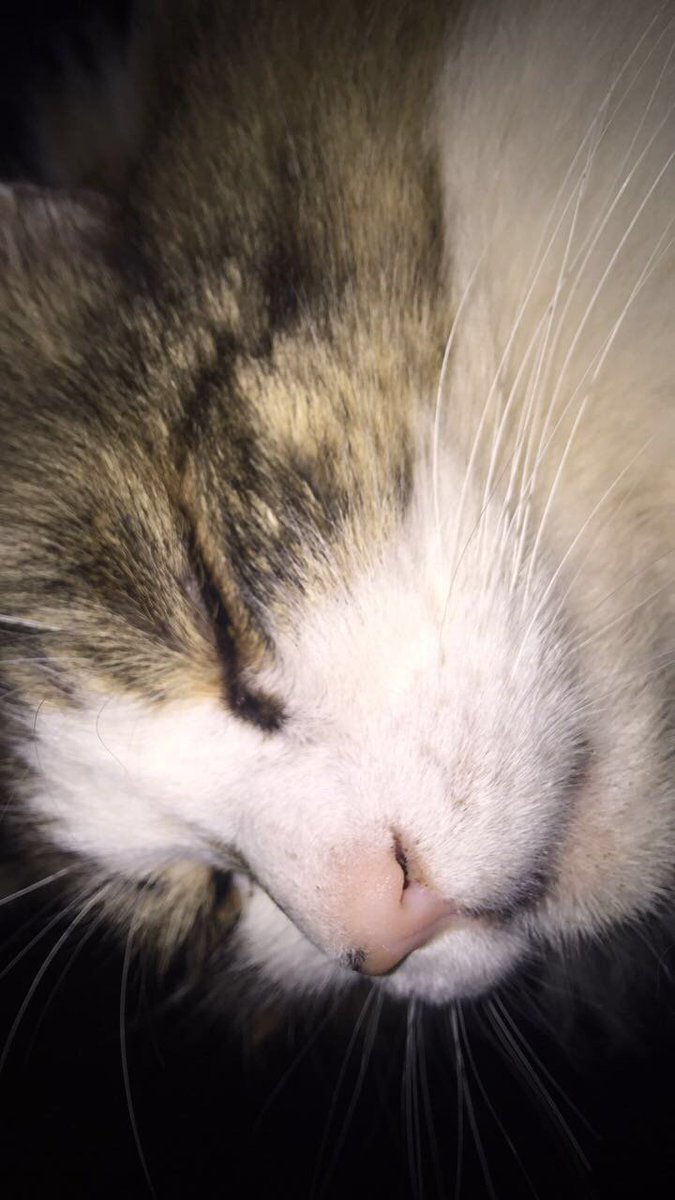 Angus Keane tweet media