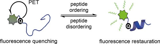 ChemBioChem's tweet image. A conditionally #fluorescent #peptide reporter of #secondarystructure modulation (Garner @UMichPharmacy) #ChemBioTalents doi.wiley.com/10.1002/cbic.2…