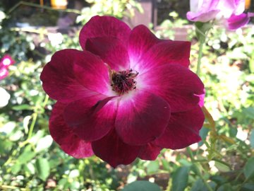 レストラン栗の里ローズガーデン 開花情報 バラまつり アーカイブ バラ園案内 バラの見ごろと開花状況