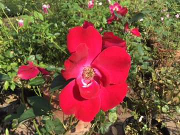 レストラン栗の里ローズガーデン 開花情報 バラまつり アーカイブ バラ園案内 バラの見ごろと開花状況