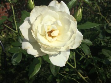 レストラン栗の里ローズガーデン 開花情報 バラまつり アーカイブ バラ園案内 バラの見ごろと開花状況