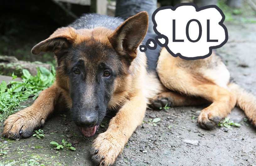 sweetmarias's tweet photo. Q: What did the dog-loving green coffee vendor say to the home coffee roaster?
A: Email us some good (and bad) dog jokes for our 2019 Dogs of Coffee Calendar. https://t.co/IjG9tDIGtp #dogsofcoffee https://t.co/OyaoU3Eajx