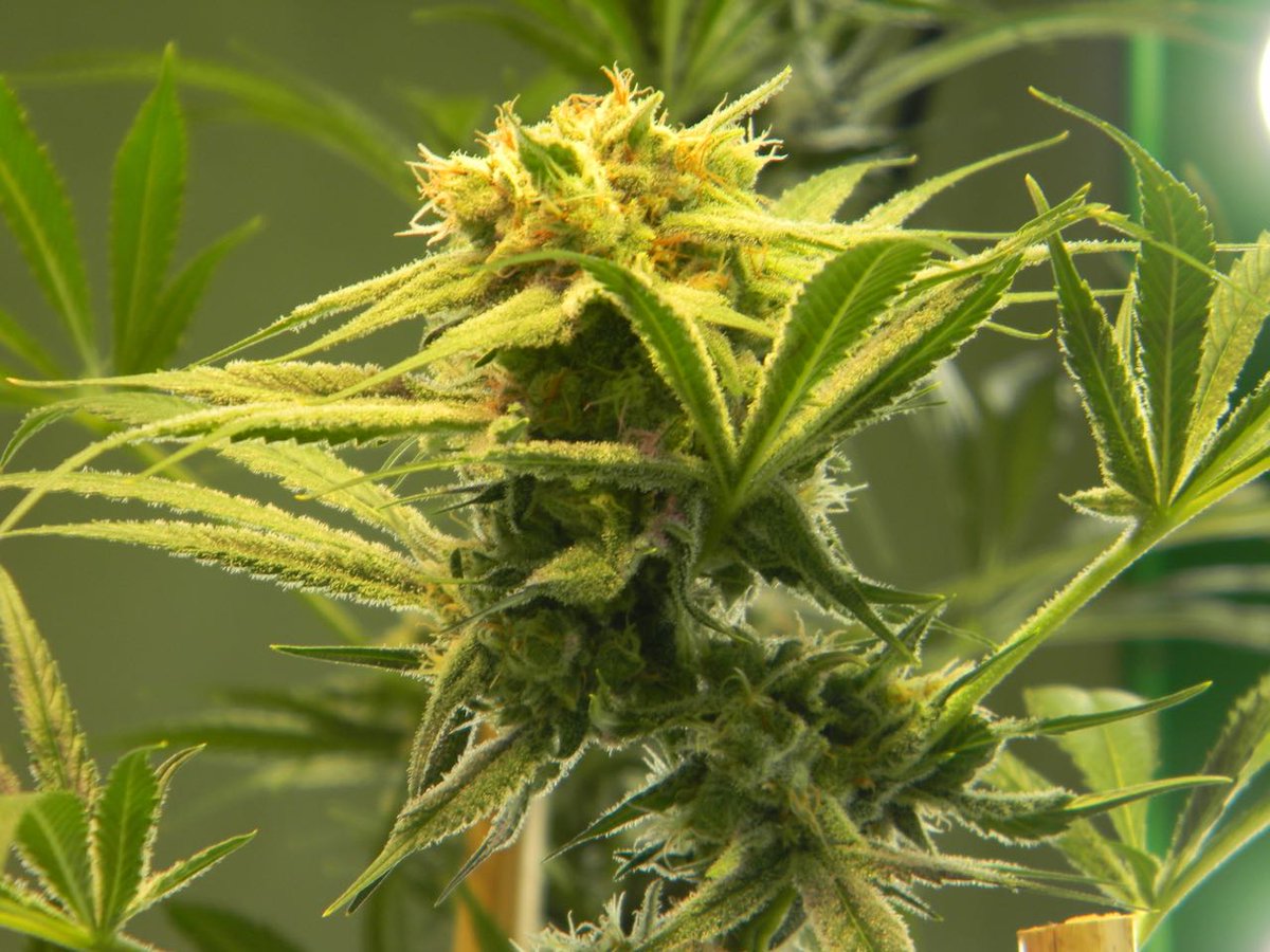 greenfusionled's tweet photo. This #Hazeplant is one of #ratrodbob420 favorites.#Trichomes for days. It still 2 weeks to go! Zoom in and get a good look at this bit of #weedporn #StonerFam #bestledgrowlight #growyourown @BoyGiuly @cannaworldsite @Grow_Supplies @andrewgillies74 @eggert_samuel @UncleTweezy https://t.co/S9SNrMQbDq