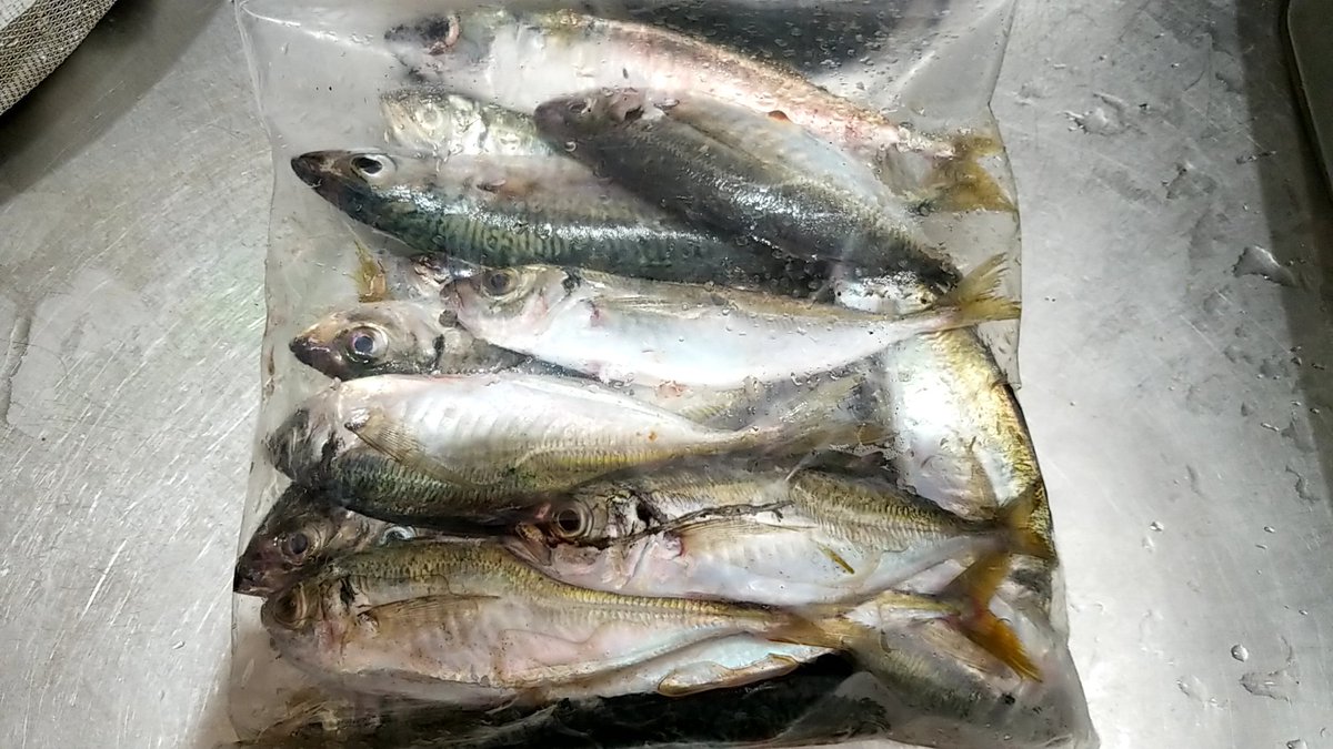 たっちん らいとげーむチャンネル 昨日のしまなみアジング釣果 アジ16 サバ5 カサゴ1 アタリ無くなったから移動して 初めて因島に降り立った どこ行けばエエかサパーリわからず 有名ポイントには人居るし 外国人に混ざってフェリー乗り場でやってみた たっちん らいとげーむチャンネル 昨日のしまなみアジング釣果 アジ16 サバ5 カサゴ1 アタリ無くなったから移動して 初めて因島に降り立った どこ行けばエエかサパーリわからず 有名ポイントには人居るし 外国人に混ざってフェリー乗り場でやってみた