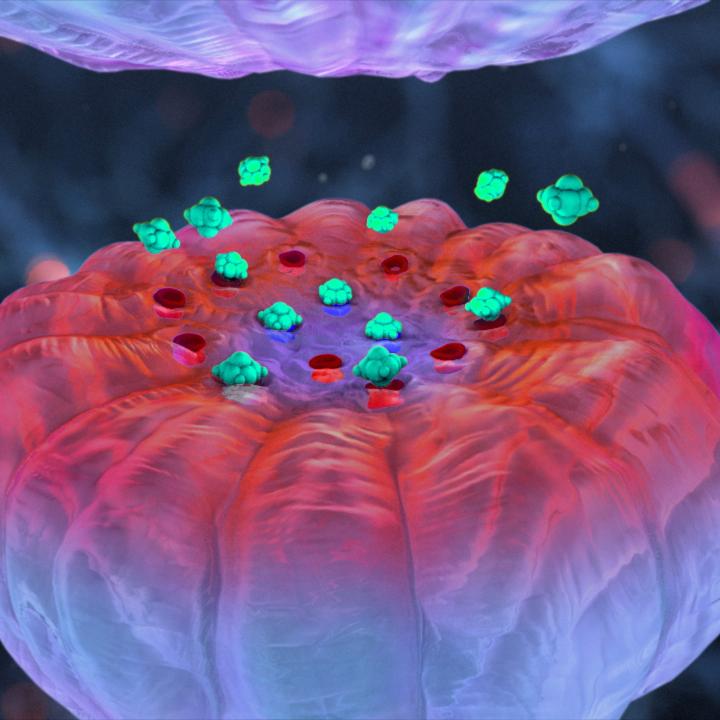 NOVA | PBS (@novapbs) on Twitter photo Scans show chronic drug use is associated with reduced brain matter, particularly in the prefrontal cortex.
“Those regions are essential to making advantageous sources––to make the right choices at the right time,” says <a href="/IcahnMountSinai/">Icahn School of Medicine at Mount Sinai</a>'s Rita Goldstein. #AddictionCrisisPBS Scans show chronic drug use is associated with reduced brain matter, particularly in the prefrontal cortex.
“Those regions are essential to making advantageous sources––to make the right choices at the right time,” says <a href="/IcahnMountSinai/">Icahn School of Medicine at Mount Sinai</a>'s Rita Goldstein. #AddictionCrisisPBS