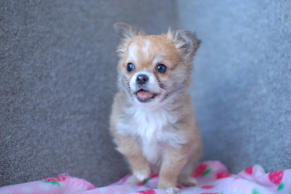 国産ドッグフード 七つ星 今回は七つ星ドッグフードに採用しようと思っているハトムギのご紹介です ハトムギは お米に比べ栄養価が高く 代謝を活発にしてくれ解毒と排泄作用もあると言われています T Co Uz7cgadoam ドッグフード ハトムギ