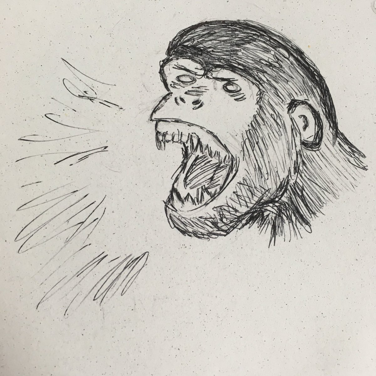 mock_ncc's tweet photo. LIVE ANIMAL ON SET! 
Tonight begins our ink sketches of the case. Tune in weekly for more spooky sketches based on this year’s case.
#nccmocktrial #mocktrialcaseart #latenightsketches #chimp https://t.co/yYZkwfPoMe