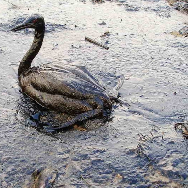ALERTADESISMO's tweet photo. Planta de YPF derrama 720 mil litros de petróleo en Tierra del Fuego y desata emergencia ambiental en flora y fauna nativa : https://t.co/nXVICRTvRC https://t.co/6K6npuWwtG