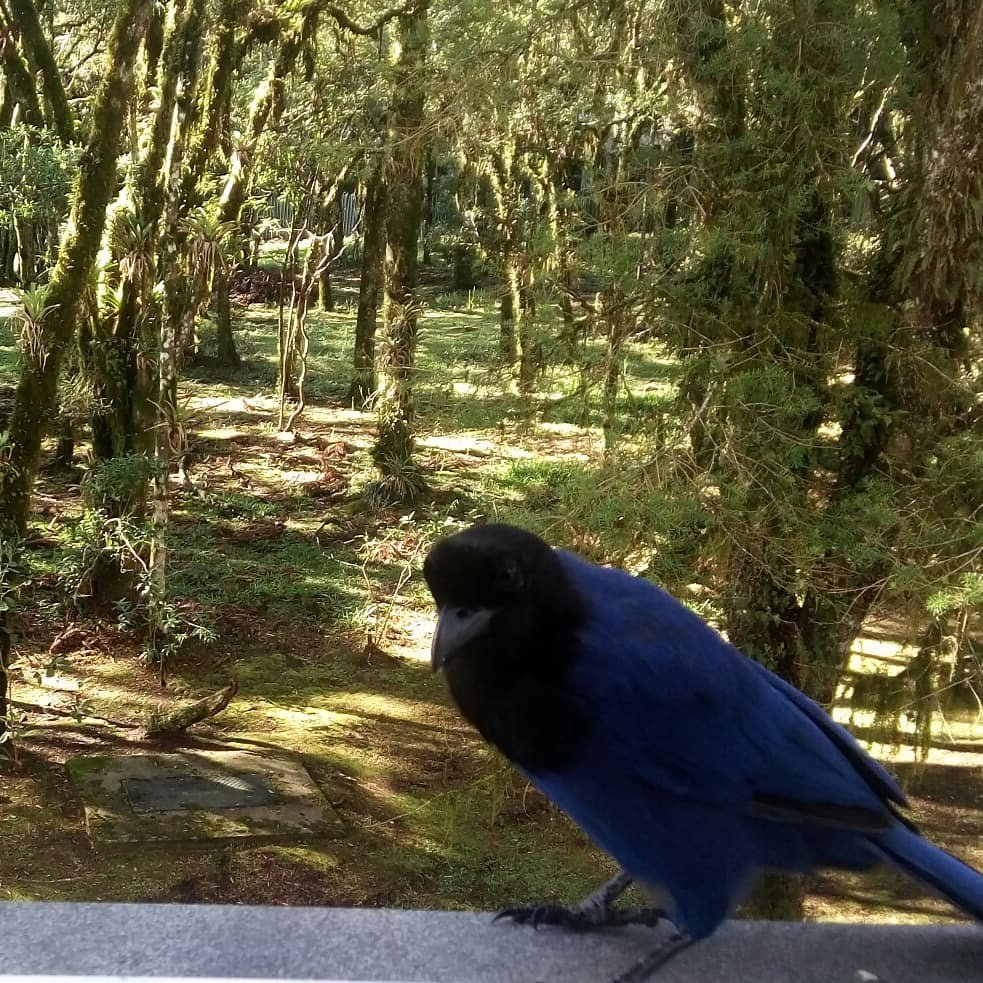 #cambaradosul #terradoscanions #aparadosdaserra | cambaraonline.com.br