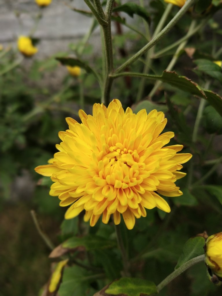 krndwr's tweet photo. #flower https://t.co/NCEDAYLXhL