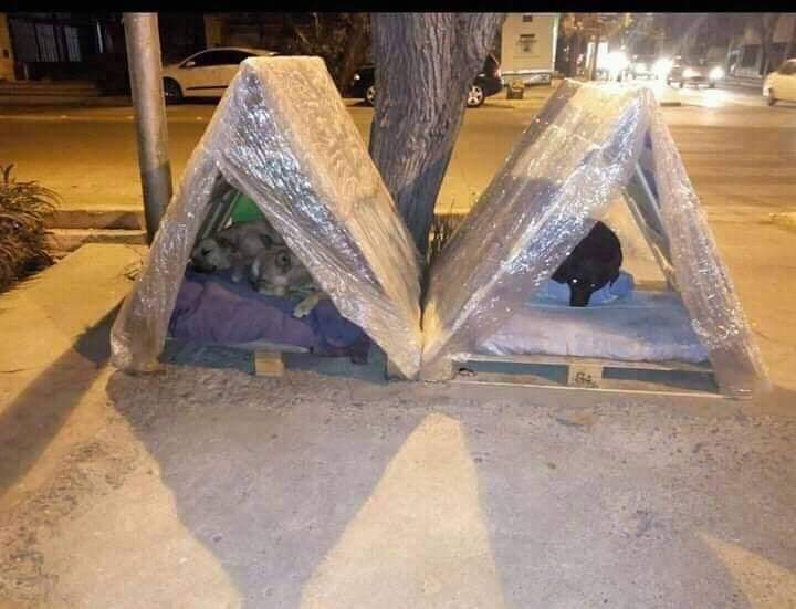 Hacer casitas de carton y plastico para los animalitos callejeros challenge💙🙏😞