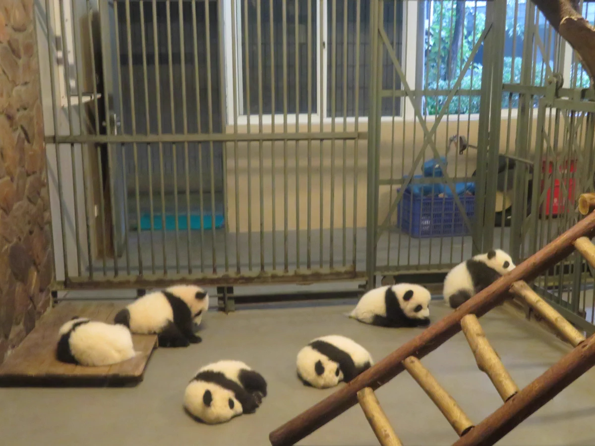 癒されますｗｗｗかわいいパンダベイビー達の姿にきゅんとしちゃうｗｗｗ