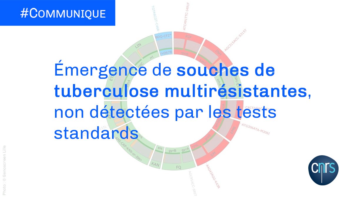 CNRS's tweet photo. #Communiqué 🗞️ | Des chercheurs démontrent l'émergence de souches de #tuberculose multirésistantes, non détectées par les tests approuvés par l'Organisation mondiale de la santé (OMS).

➡️ https://t.co/ZlDS0X7wt3

📕 @TheLancet | https://t.co/ngD7e47ZYS https://t.co/hKCpUKJmBW